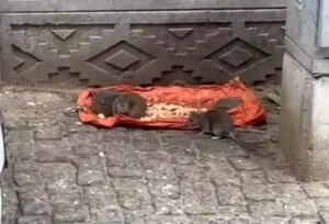 tekirdagda sokakta fareler yiyecek bulundu vatandaslar tedirgin RUlfFzrN.jpg